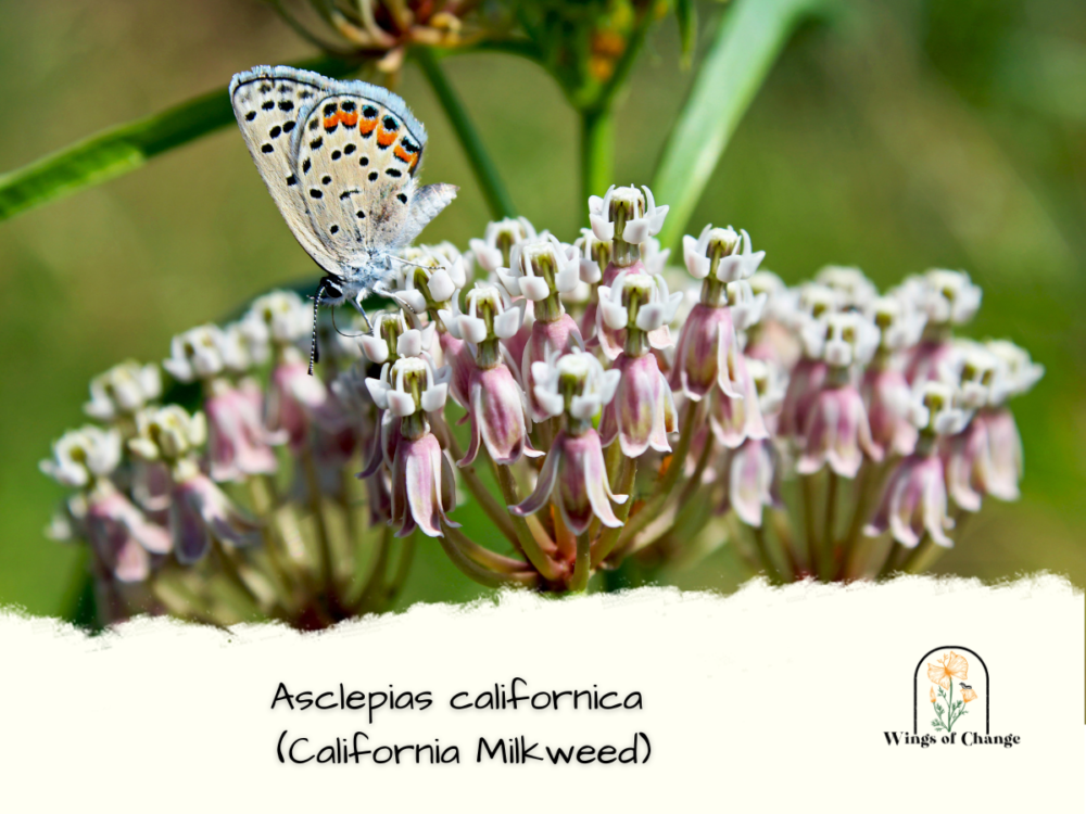 Asclepias californica (California Milkweed)