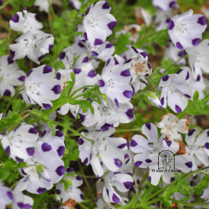 Five Spot(Nemophila maculata)