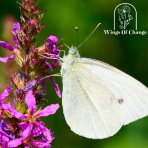 cabbage white (silver) membership, learn