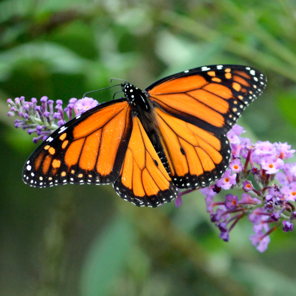 The Monarch and Pollinator Highway Act of 2021