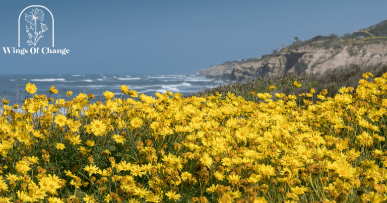 Bush Sunflower, Encelia californica