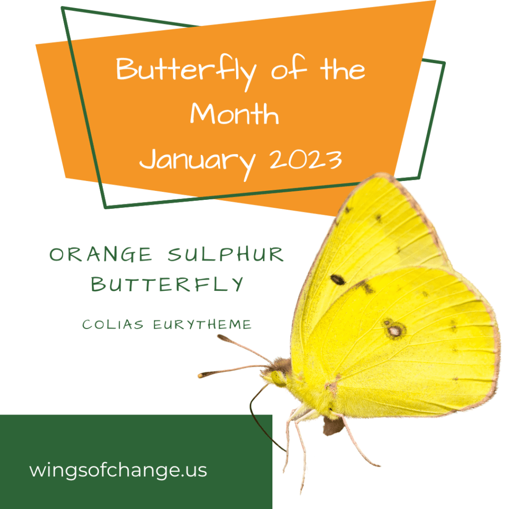 Butterfly of the Month, Orange Sulphur Butterfly