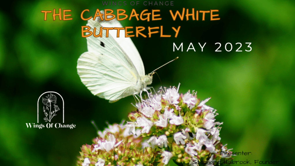 butterfly of the month cabbage white