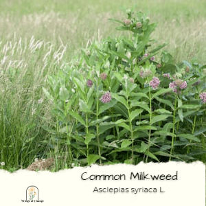 Common Milkweed