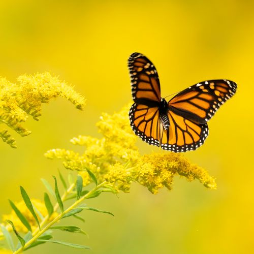 Monarch Butterflies Continue to Decline