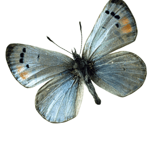 Sonoran Blue Butterfly