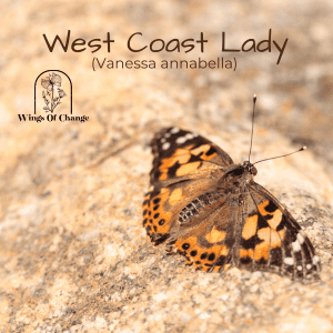 West Coast Lady (Vanessa annabella)