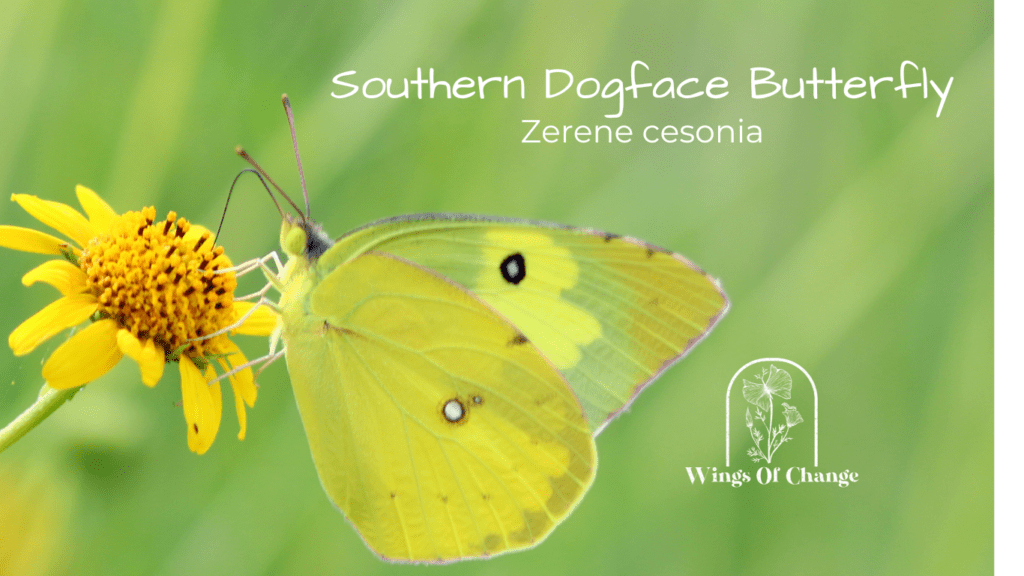 Southern Dogface Butterfly (Zerene cesonia)