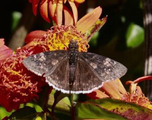 Funereal Duskywing Butterfly (Erynnis funeralis) Butterfly of the Month January 2024
