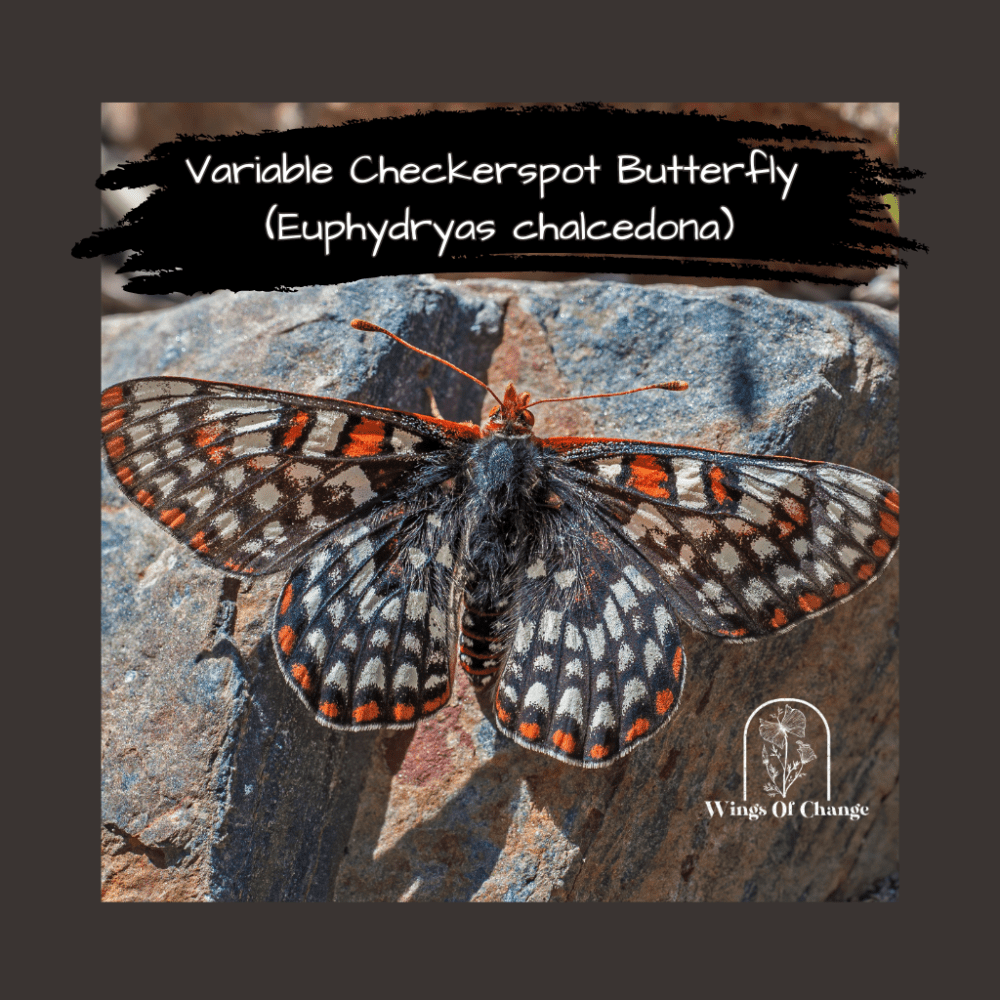 Variable Checkerspot Butterfly