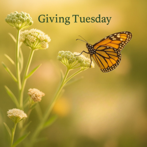 Giving Tuesday Wings of Change
