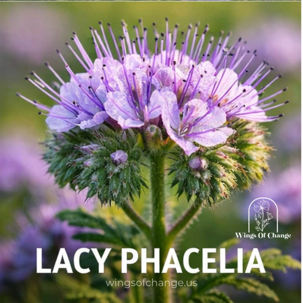 Lacy Phacelia plant in bloom showing fine, lacy foliage and pale purple flowers, commonly used in pollinator gardens and habitat restoration.