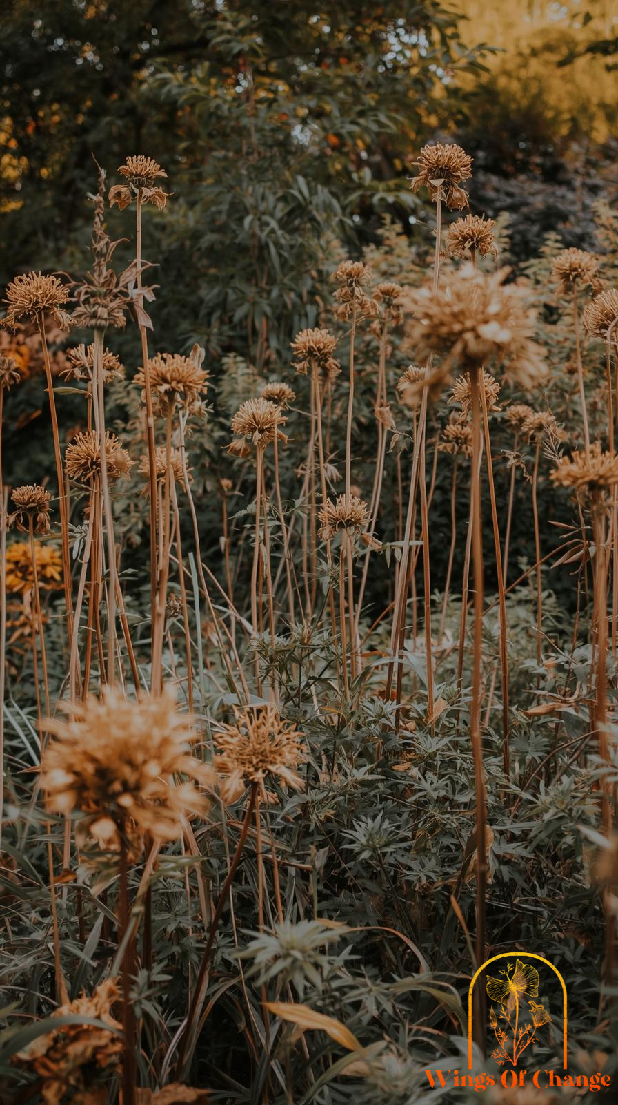 Natural garden habitat with dried stems supporting pollinators and soil health